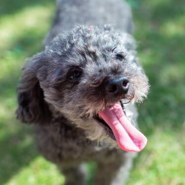 いぬの読みもの筆者の愛犬トイプードル