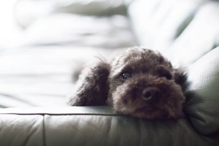 いぬの読みもの運営者の愛犬、トイプードルのもか