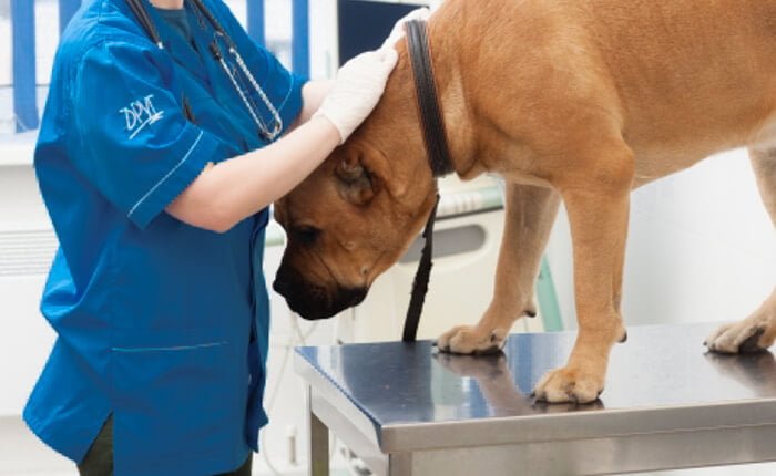 犬を診る獣医師