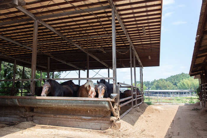 馬肉自然づくりドッグフードの肥育牧場3