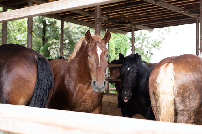 馬肉自然づくりドッグフードの肥育牧場6