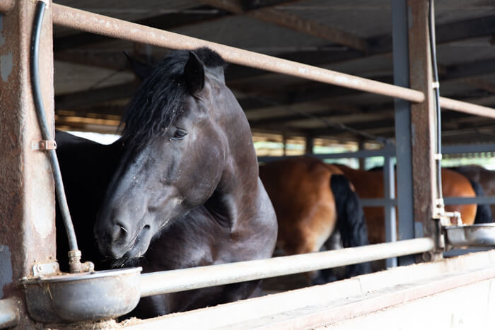 馬肉自然づくりの馬