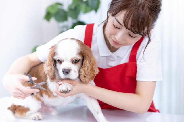 トリミングされている犬