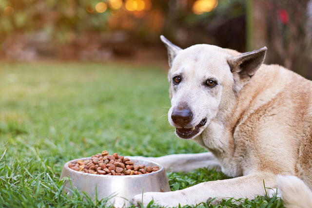 ドッグフードを目の前にした犬