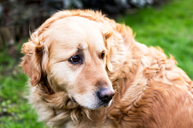 悲しそうな犬