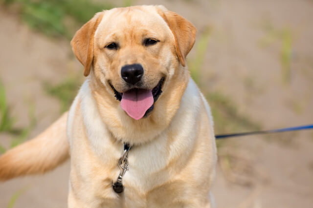 散歩中の大型犬