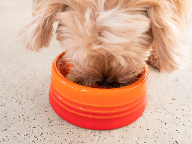 フードを食べる犬 (2)