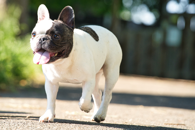 歩いている犬