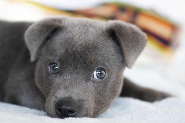 こっちを見る犬