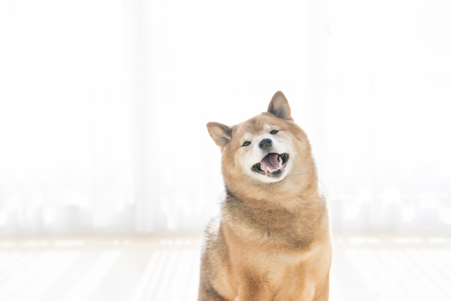 日本の中型犬