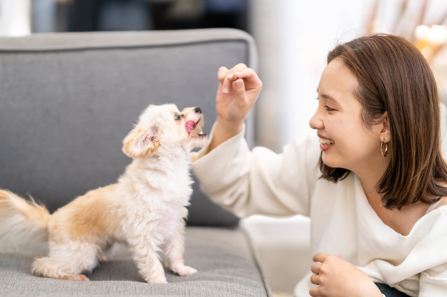 犬におやつを与える人