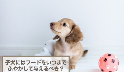 子犬のドッグフードをふやかすのはいつまでがいい？作り置きしてもいい？