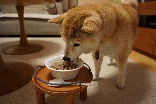 フードを食べる柴犬