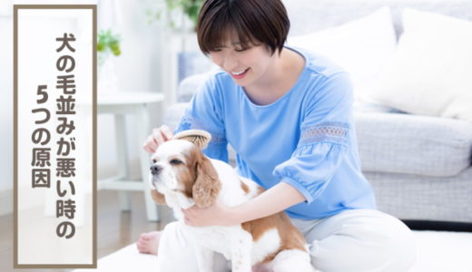 犬の毛並みが悪い時の5つの原因！良くする方法や食べ物を紹介