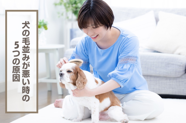 犬の毛並みが悪い時の5つの原因！良くする方法や食べ物を紹介