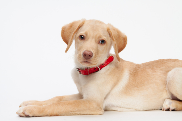 こっちを見る茶色い犬