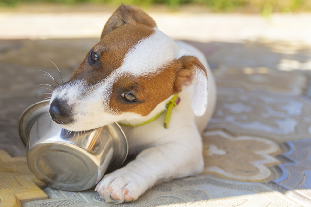 お皿に噛み付く犬