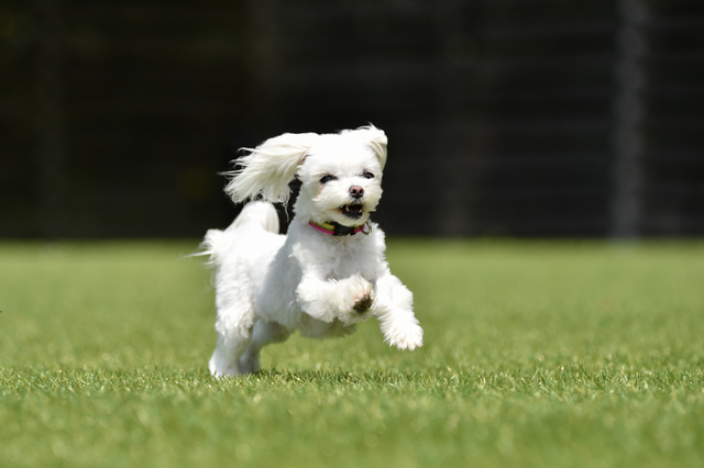 走る犬