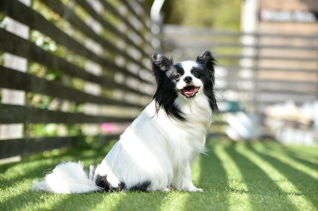 白と黒色の犬