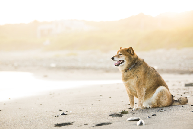 海沿いにいる犬