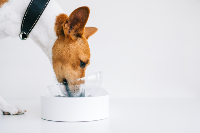 ご飯を食べる犬