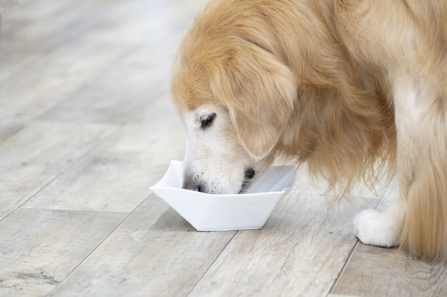 フードを食べる犬 (4)