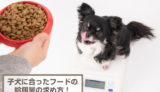 子犬に合ったドッグフードの給餌量の求め方！与える際の注意点を解説