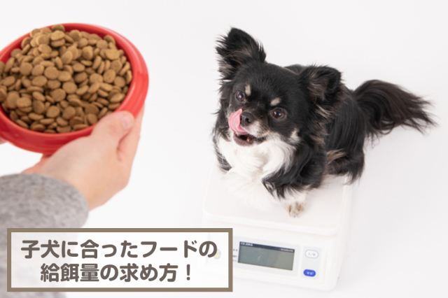 子犬に合ったドッグフードの給餌量の求め方！与える際の注意点を解説