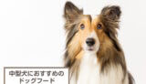 中型犬におすすめのドッグフード14選！選び方やQ&Aなども紹介