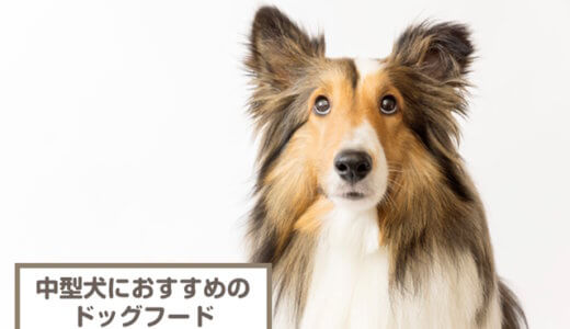 中型犬におすすめのドッグフード20選！選び方やQ&Aなども紹介