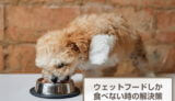 愛犬がウェットフードしか食べない！原因と解決策を解説