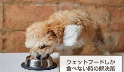 愛犬がウェットフードしか食べない！原因と解決策を解説