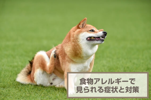 犬の食物アレルギーで見られる症状！対策や検査方法について解説