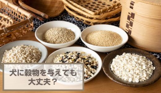 犬に穀物を与えても大丈夫？食べた時に考えられる影響を紹介