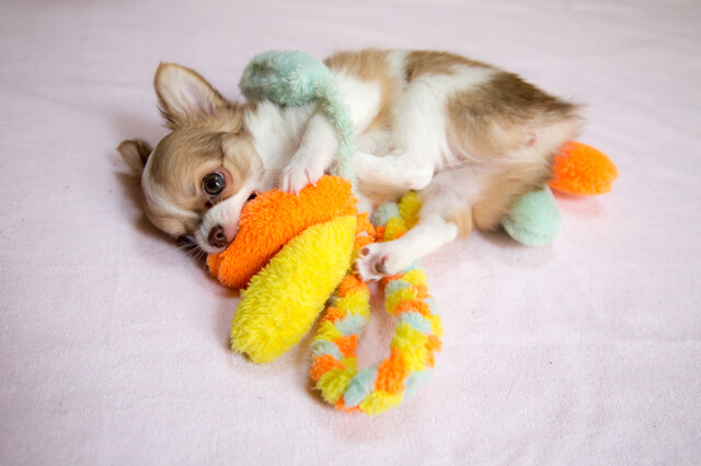 おもちゃを噛む犬