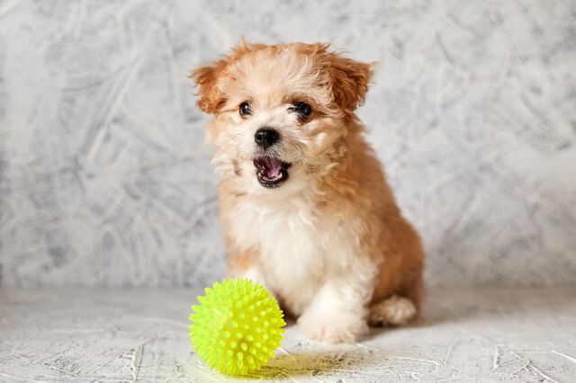 犬とおもちゃ