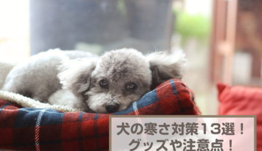 犬の寒さ対策13選！グッズや注意点なども紹介