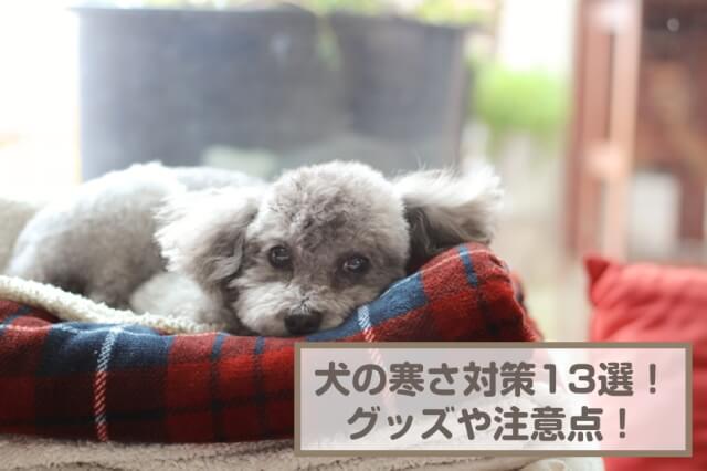 犬の寒さ対策13選！グッズや注意点なども紹介