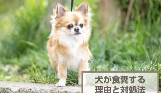 犬が食糞するのはなぜ？12個の対処法を紹介