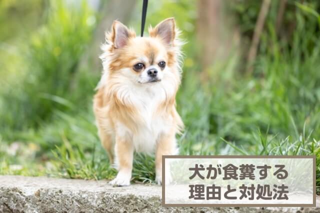 犬が食糞するのはなぜ？12個の対処法を紹介