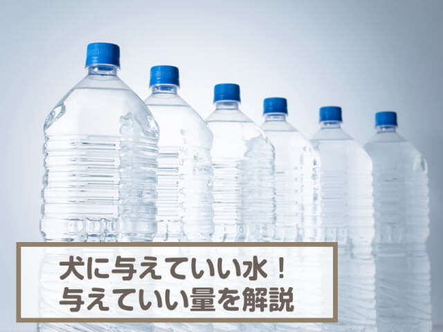 犬に与える水は何がいい？与えてもいい水や1日の量の目安などを紹介