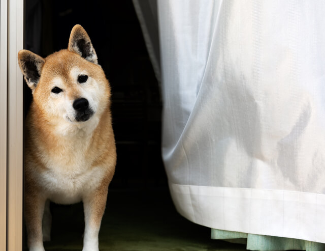 首をかしげる犬 (2)