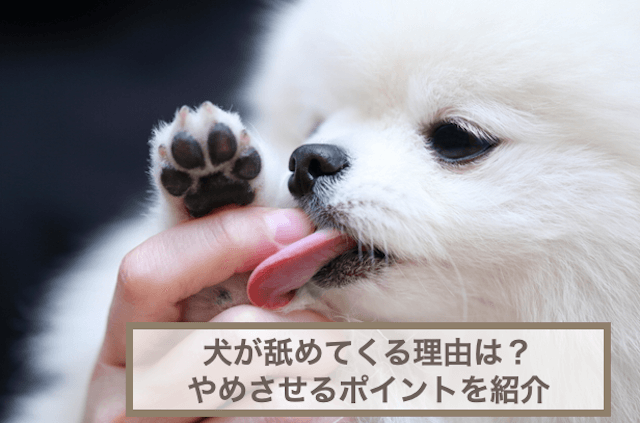 犬が舐めてくる理由は？部位別の理由や舐めるのをやめさせる5つのポイントなどを紹介