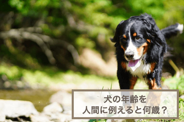 犬の年齢を人間に例えると何歳？早見表や長生きしてもらうポイントなどを紹介