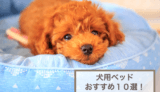 犬のベッドおすすめ10選！選ぶ時のポイントも紹介