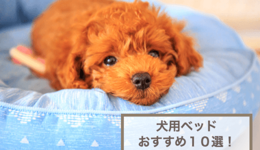 犬のベッドおすすめ10選！選ぶ時のポイントも紹介