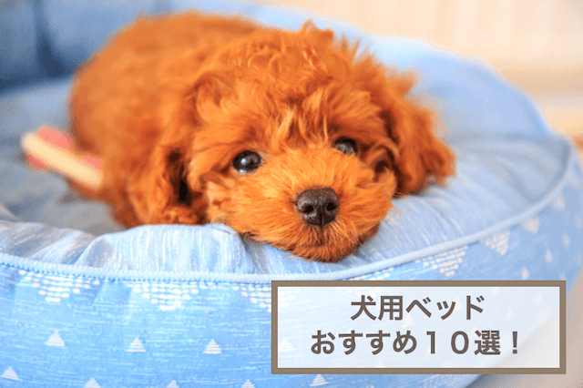 犬のベッドおすすめ10選！選ぶ時のポイントも紹介