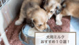 犬用ミルクおすすめ10選！選び方や作り方などを紹介