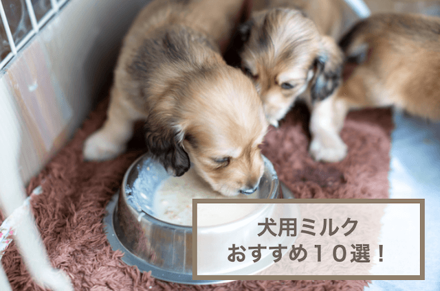 犬用ミルクおすすめ10選！選び方や作り方などを紹介