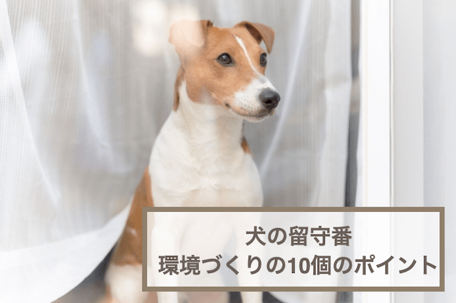 犬を留守番させるときの環境つくりの10個のポイントを紹介